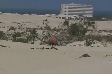 الجنس بين الأعراق مع امرأة سمراء ممتلئة قديم سكسي بالثدي الطبيعي